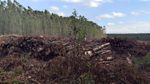 Deforestation (E. Bergamaschi/Getty Images)